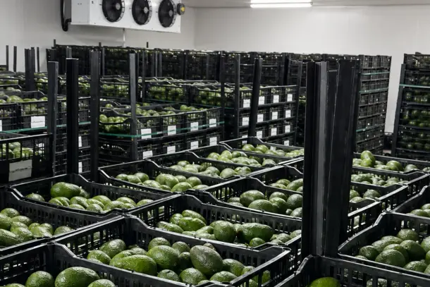 Cuarto frío con arpillas de aguacate Hass en espera de embarque