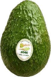 Aguacate Hass calibre 32 — más de 330 gramos por pieza