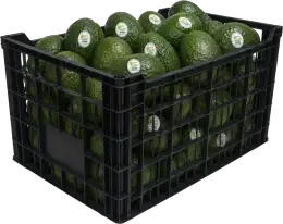 Caja de plástico de 20 kg con aguacate Hass de exportación