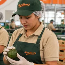 Personal capacitado de MexFrut seleccionando aguacate Hass en empacadora