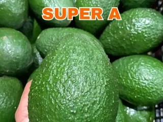 Calibre Super A de aguacate Hass Mexfrut sostenido en mano para comparar tamaño