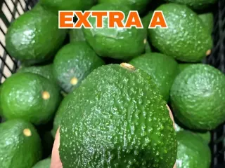 Calibre Extra A de aguacate Hass Mexfrut sostenido en mano para comparar tamaño