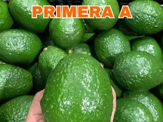 Calibre Primera A de aguacate Hass Mexfrut sostenido en mano para comparar tamaño