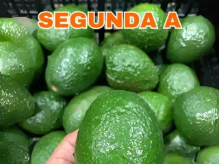 Calibre Segunda A de aguacate Hass Mexfrut sostenido en mano para comparar tamaño