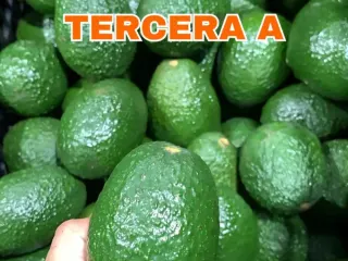 Calibre Tercera A de aguacate Hass Mexfrut sostenido en mano para comparar tamaño