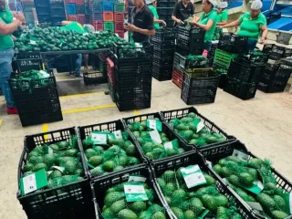 Personal seleccionando y enmallando aguacate Hass en el área de empaque