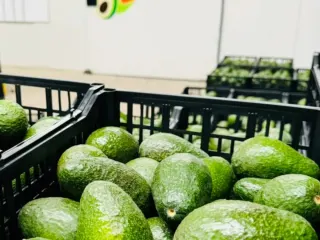 Vista general del piso de operación con arpillas de aguacate en proceso