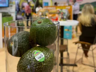Aguacates Hass en exhibición dentro del stand de un comercializador en IFPA 2025