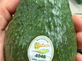 Aguacate Hass con etiqueta Mexfrut PLU 4046 en mano dentro de la empacadora