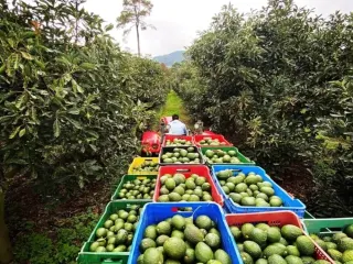 Tractor con arpillas de aguacate recién cosechado en el huerto