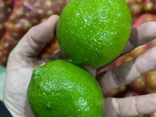 Limones persa de exportación seleccionados en la empacadora