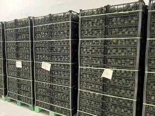 Pallets de arpillas de aguacate flejados y listos para embarque
