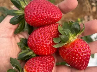 Fresas mexicanas de exportación recién cosechadas