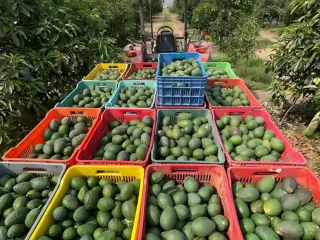 Arpillas de colores con aguacate Hass cosechado transportadas desde el huerto
