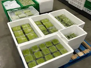 Cajas térmicas con pulpa de aguacate empacada para exportación