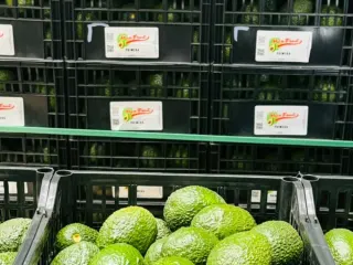 Arpillas Mexfrut Primera con aguacate Hass estibadas en la empacadora