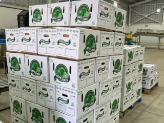 Cajas de limón persa de exportación estibadas en la empacadora