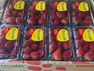 Cajas de fresa de exportación listas para embarque refrigerado