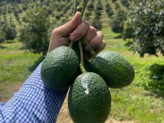 Aguacates Hass recién cortados con pedúnculo en el huerto