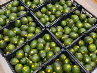 Arpillas con aguacate Hass etiquetado por calibre en la empacadora
