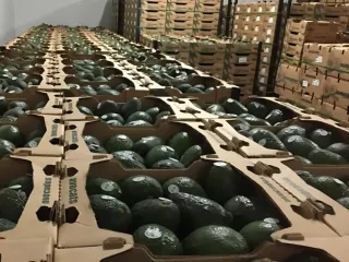 Cajas de exportación de aguacate Hass acomodadas en el almacén de la empacadora