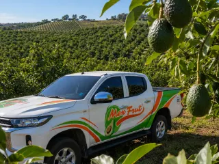 Camioneta Mexfrut rotulada en un huerto de aguacate Hass listo para cosecha
