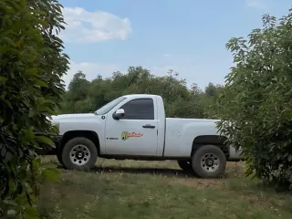 Camión Mexfrut con arpillas de aguacate en el andén de la empacadora