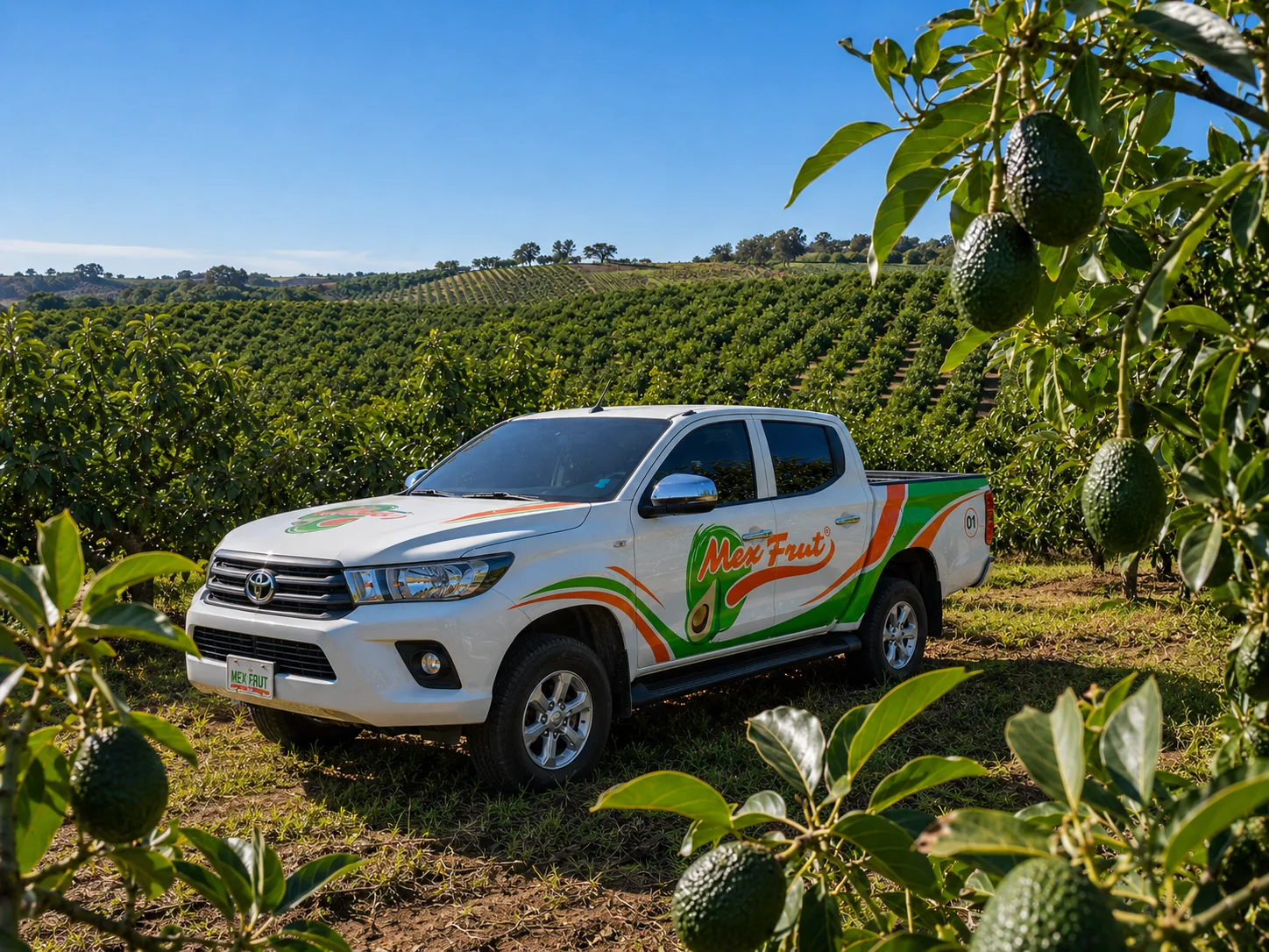Camioneta MexFrut en huerto de aguacate Hass en Jalisco — logística del huerto a la empacadora