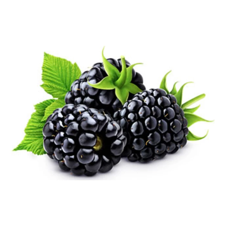 Moras mexicanas de exportación de color oscuro profundo