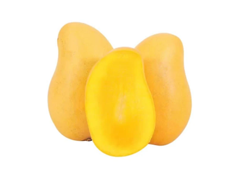 Mango Ataulfo mexicano de exportación — pulpa amarilla sin fibra